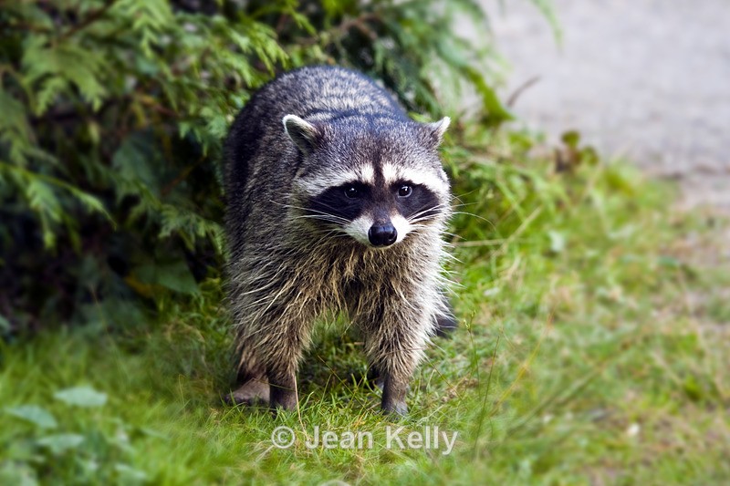 Raccoon - 1263 - Raccoons
