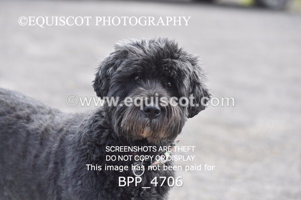 BPP_4706 - CLASS 15 SUN Senior Newcomers/ 1.10m Open