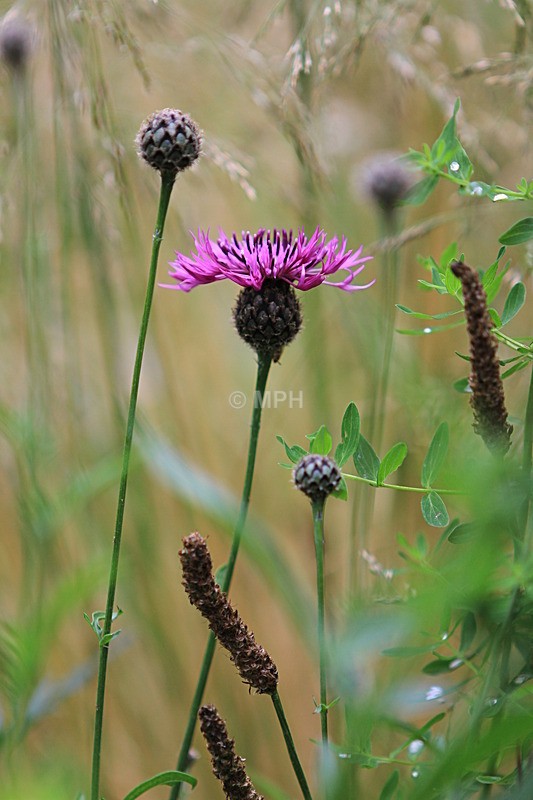  - Flowers