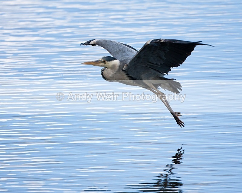 20100501-WE 065 - Grey Heron