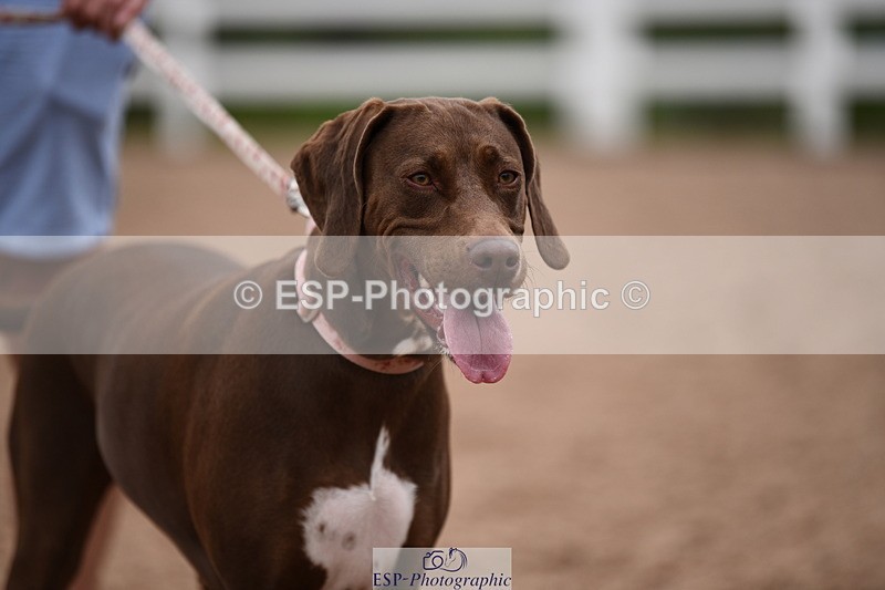 240518A-122400-01152 - Cls 4 Best Crossbred