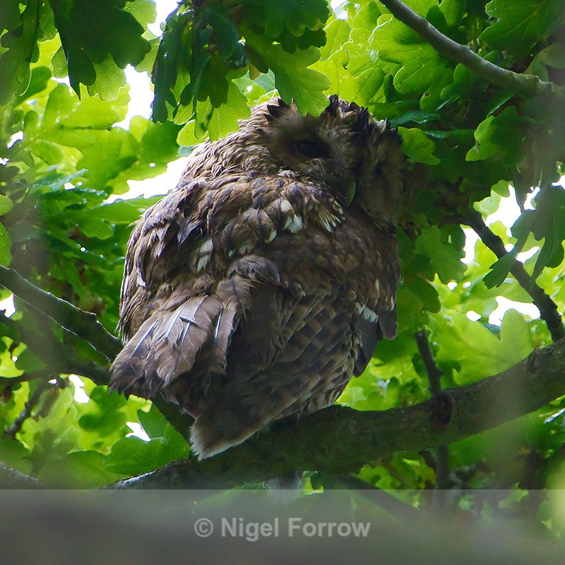 Tawny Owl (adult) perched high in a tree - Tawny Owl