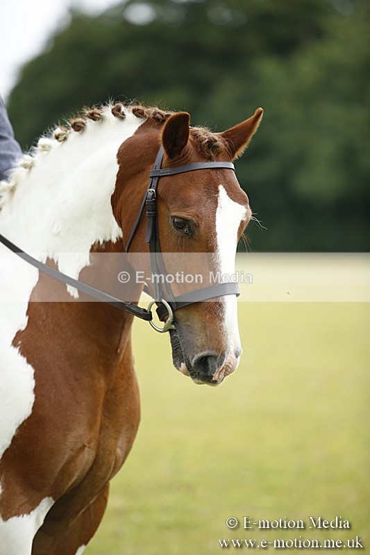 BVR160717-62 - Ring 1 BVRC Show 16/07/17