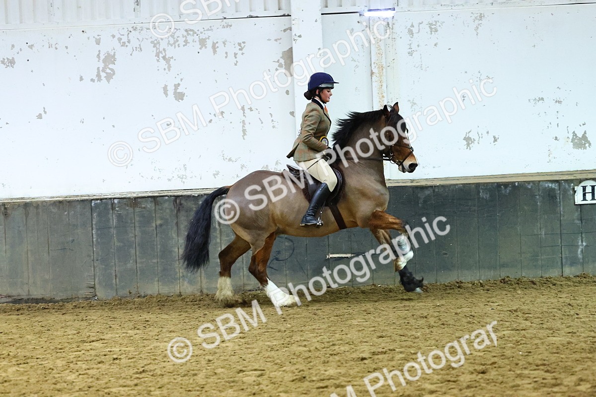 SBM_006719 - Class 43 - RIHS Qualifier Exceeding 43cms