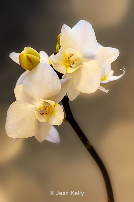 White Orchid - DSC_2304 - Portrait - White