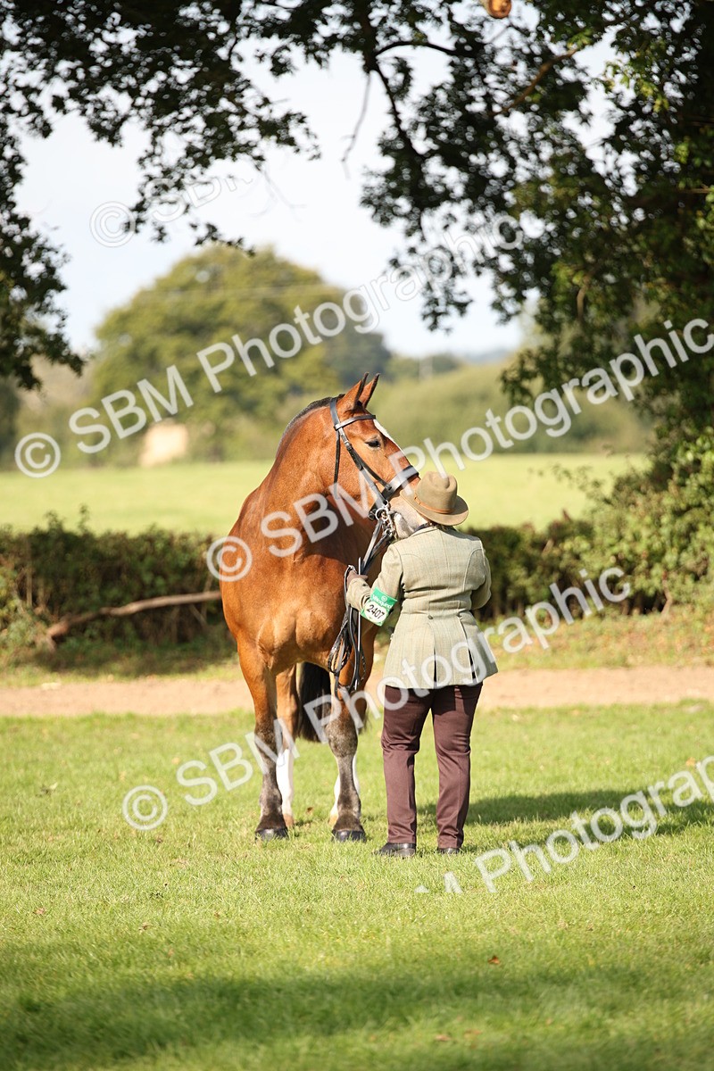 SBM_61207 - S54 - Show Cob In Hand