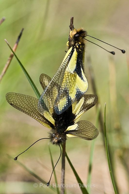  - Bugs: Macro insects