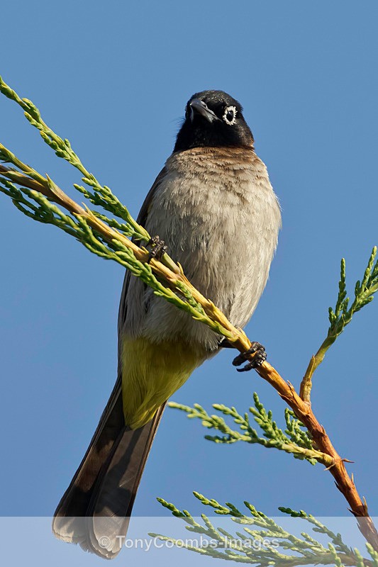 White Spectacled Bulbul - Turkey