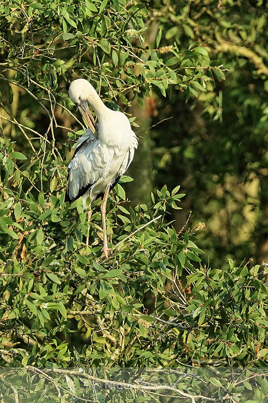 Asian Openbill preening, Gao Giong, Vietnam - Asian Openbill