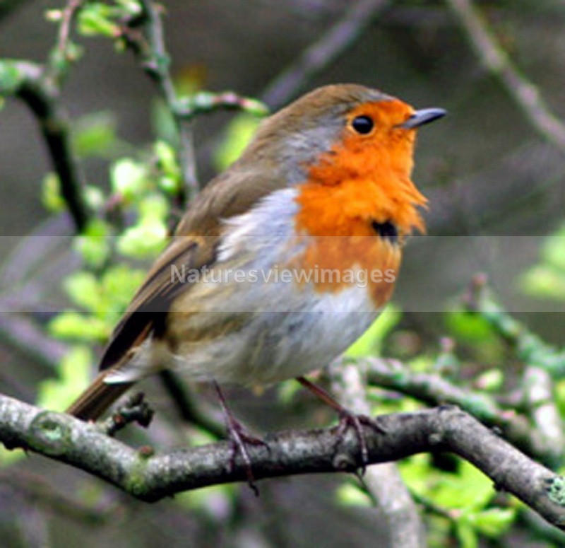 Robin - Wildlife