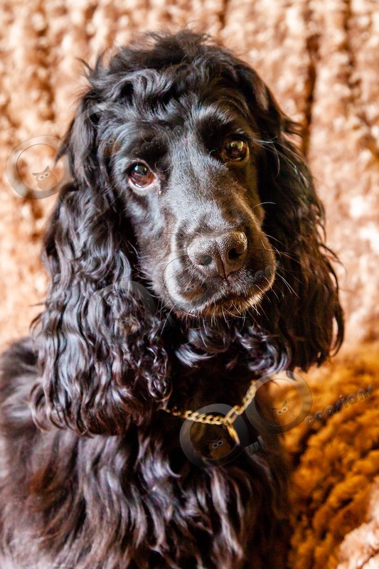 Cocker Spaniel_0049 - Pet Photography