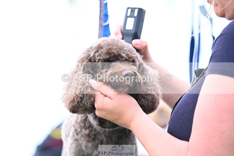 240525-114658-12616 - Candid and Saturday Hobby Horse