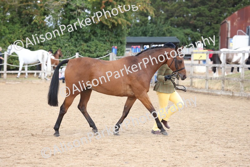 20260831-2359 - Class 9 - Show Pony and Show Hunter