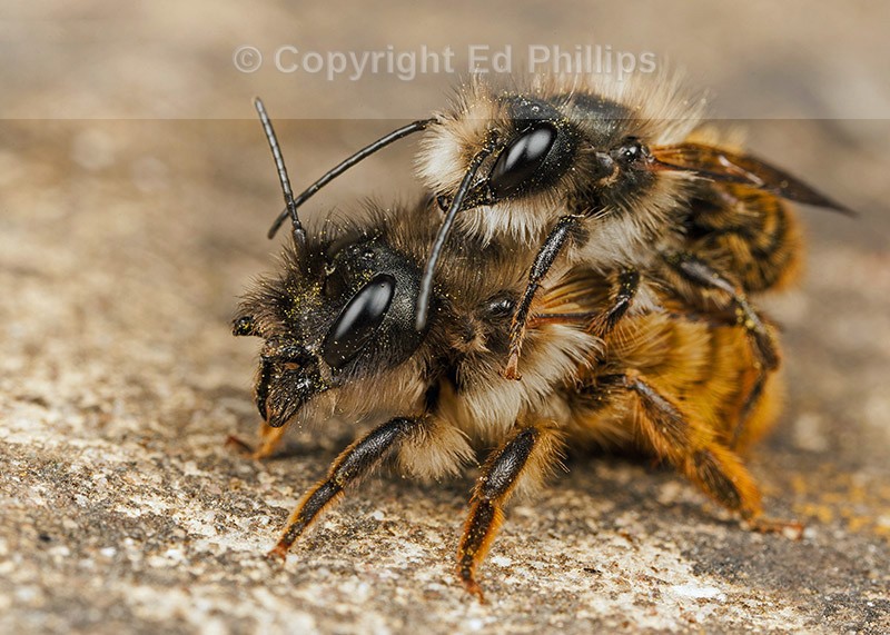 Osmia bicornis