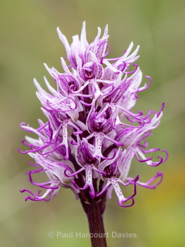 Monkey Orchid (Orchis simia) - Wild Orchids - 1