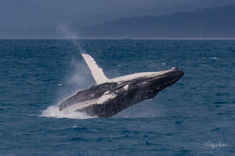 HB Breach 23. 0A3A5672 - Copy - 2025 Hervey Bay Whales