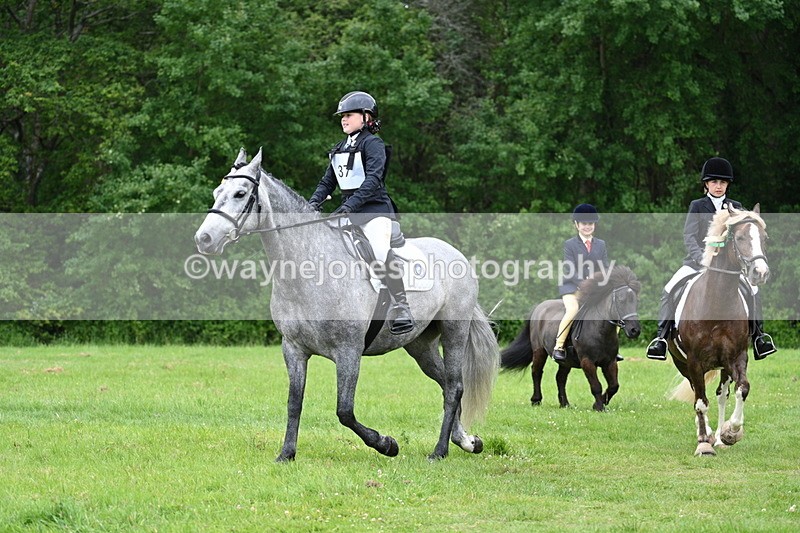 WJ7_4338 - Class 14A Handsome Gelding