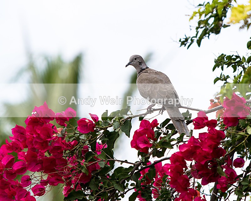 20150611-8E0A9367 - Abroad