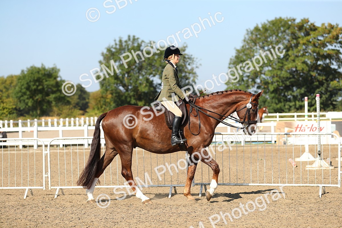SBM_02171 - Class 43 Ridden Competition Horse/Pony