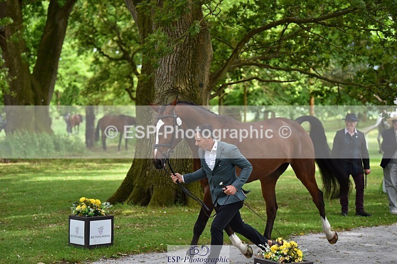 240522-150054-00042 - 352-SHANNONDALE_ALDO-Alexander_Bragg