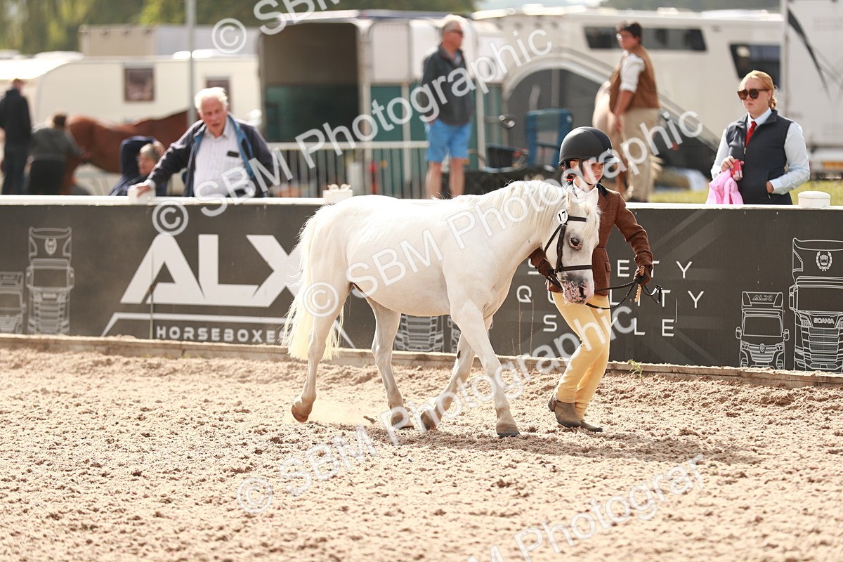 SBM_11813 - Class 206 IH Non Show Type Pony