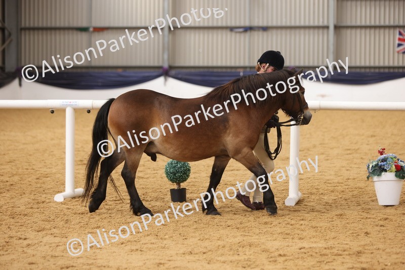 20260913-1695 - Class 115 - Gelding 4years and over