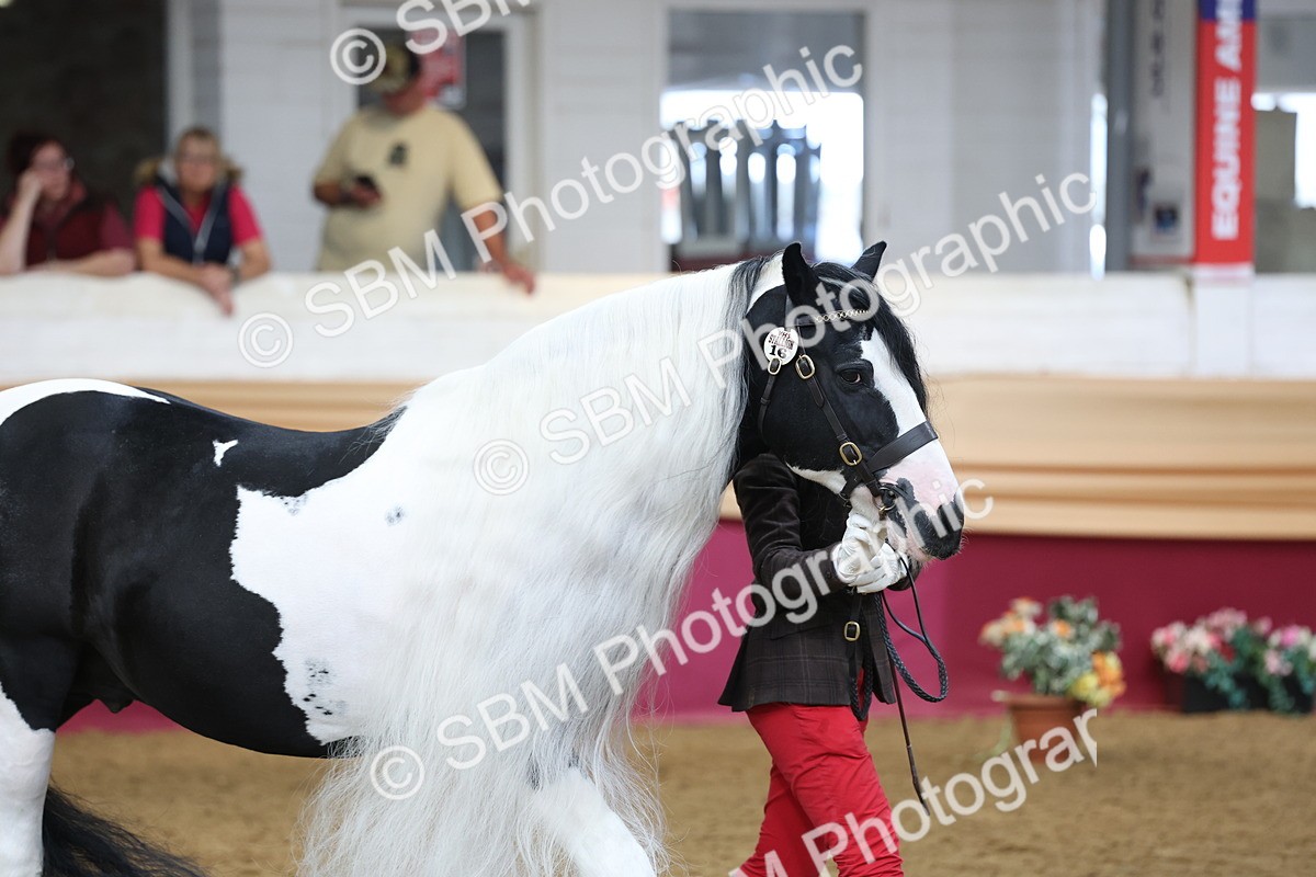 SBM_23371 - Class 903 - Supreme Final - IH Pre Vet