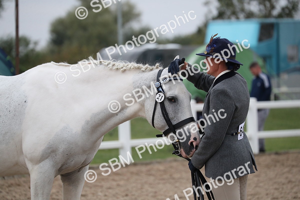 SBM_18396 - Class 318 IH Part bred Horse/Pony