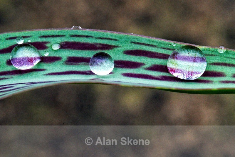 DSC00715 - Droplets