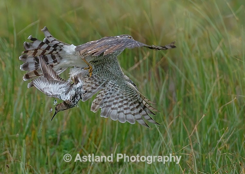 Astland Photography, Bird and Wildlife Images, Susan and Peter Wilson, U.K.