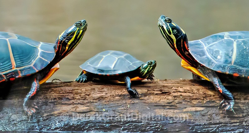 Eastern Painted Turtles Chrysemys picta picta. - Mammals, Reptiles & Amphibians