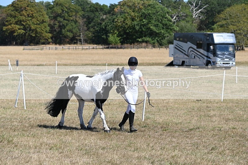 WJ6_8591 - Class 37b Best Loan Pony In-hand