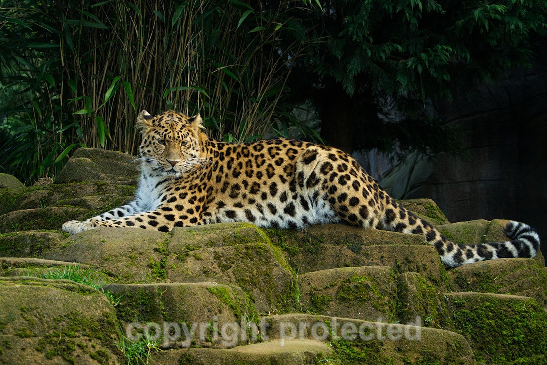Esra - Wildlife Vets International