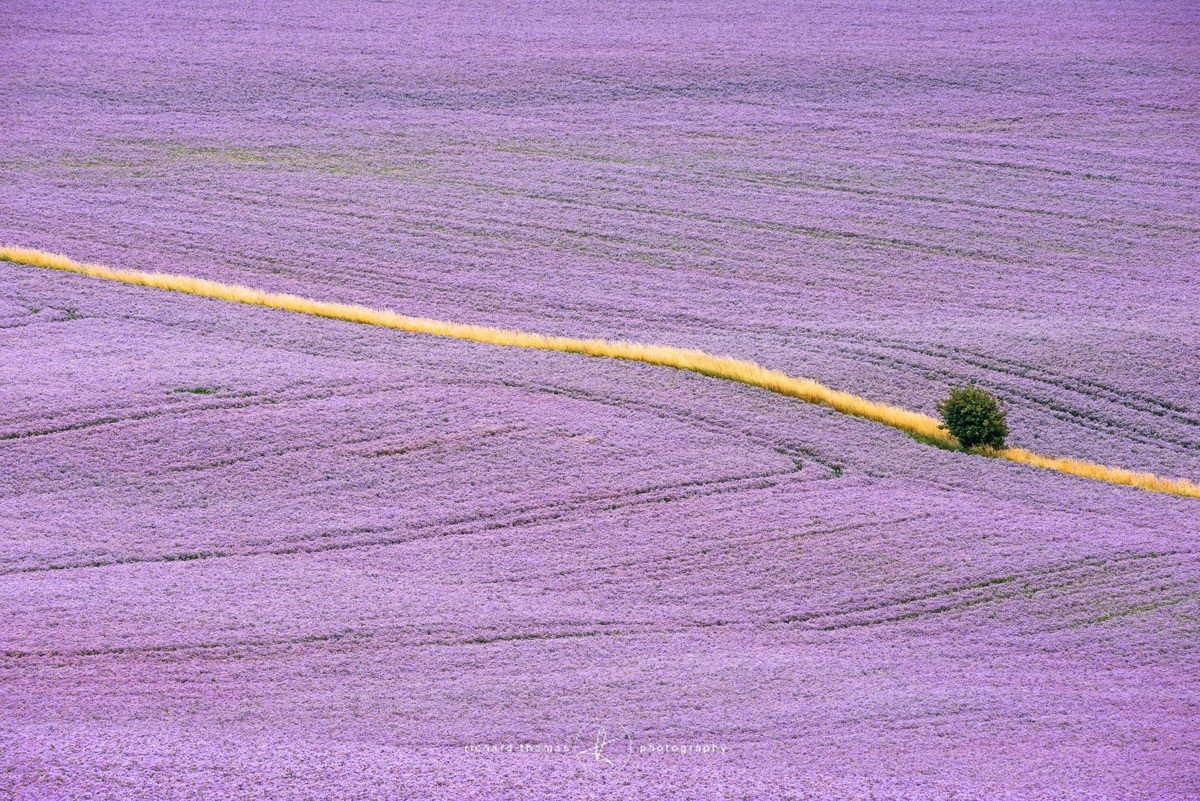 Purple blanket. - Fieldwork