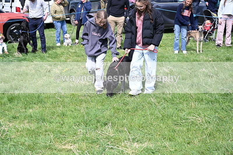 WJ6_9024 - Class 8 Best Working / Gun Dog or Bitch