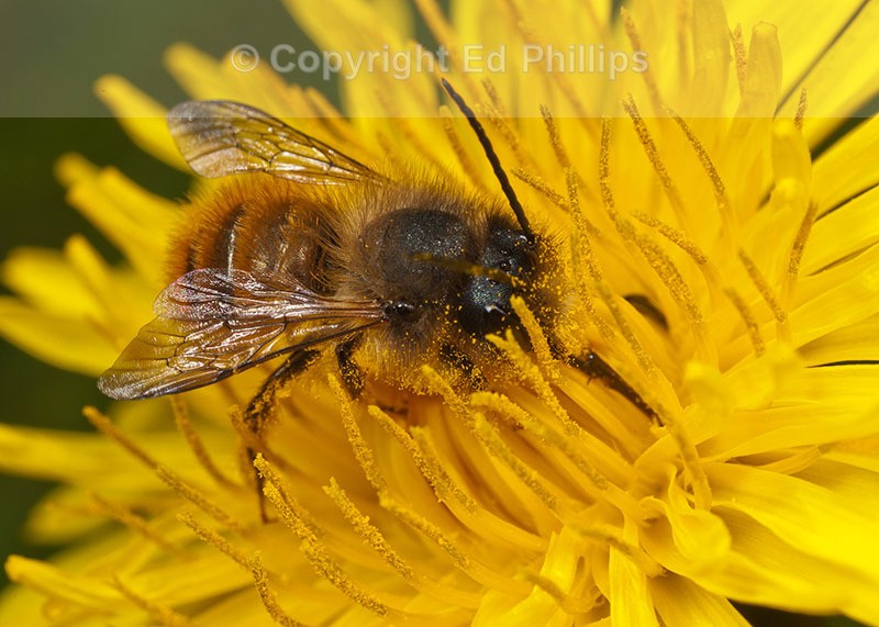 Osmia bicornis (m)