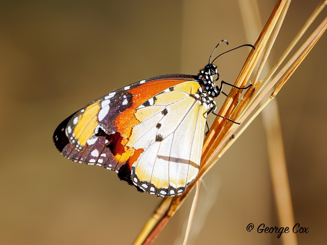 African Monarch - Gambia 2025