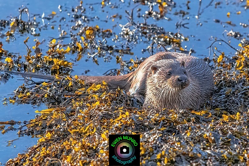 DO-01-Oban, Argyll - 'DRATSIE' (AKA Otters)