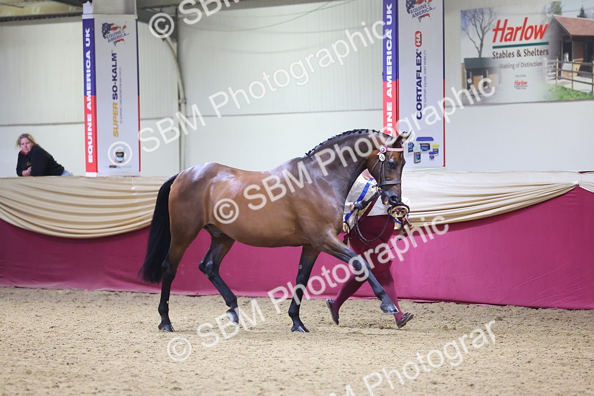 SBM_18821 - Class E IH Horse Champ