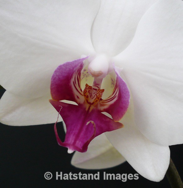 White Orchid - nature