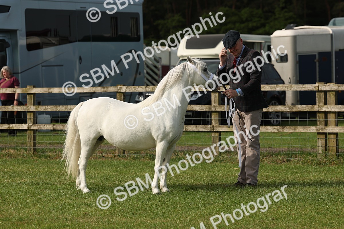 SBM_00531 - Class 6-13 - Mountatin and Moorland In Hand Welsh Breeds