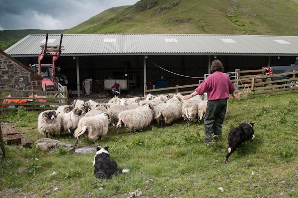 2 - Shearing at Glenwhargen Farm