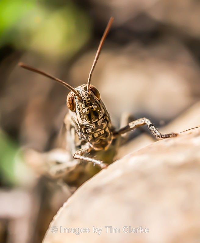 Grasshopper  09852522 - Wildlife