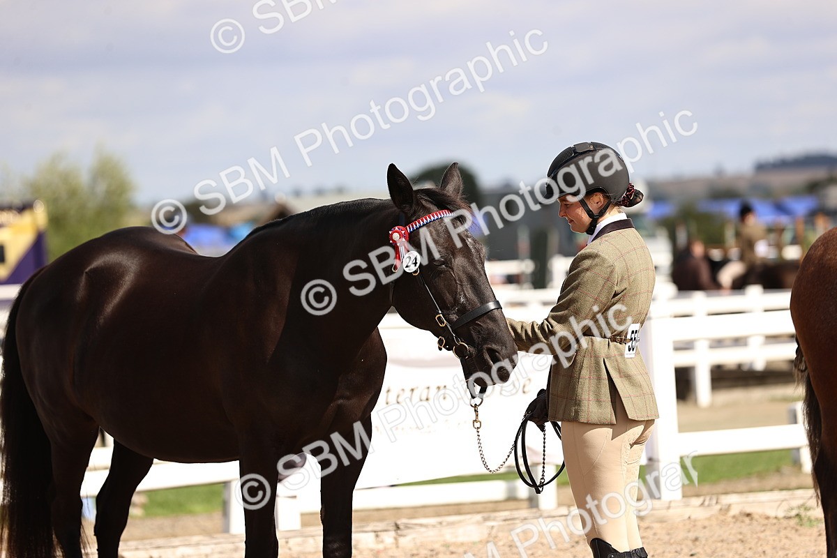 SBM_14314 - Class 411 - Prettiest Mare (IH OR Ridden) Adult