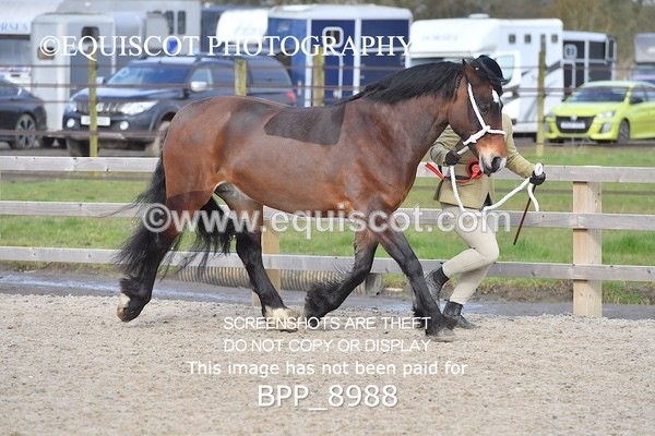 BPP_8988 - RING 2 - M&M