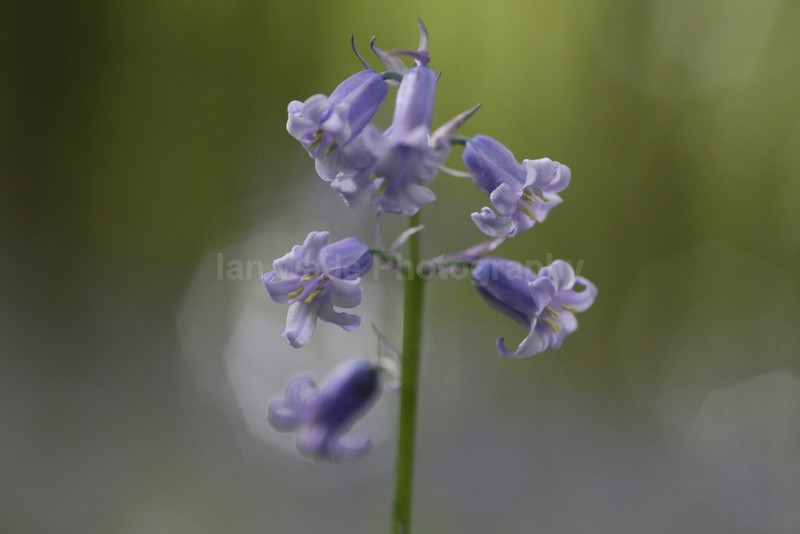  - Woodland scenes & flowers