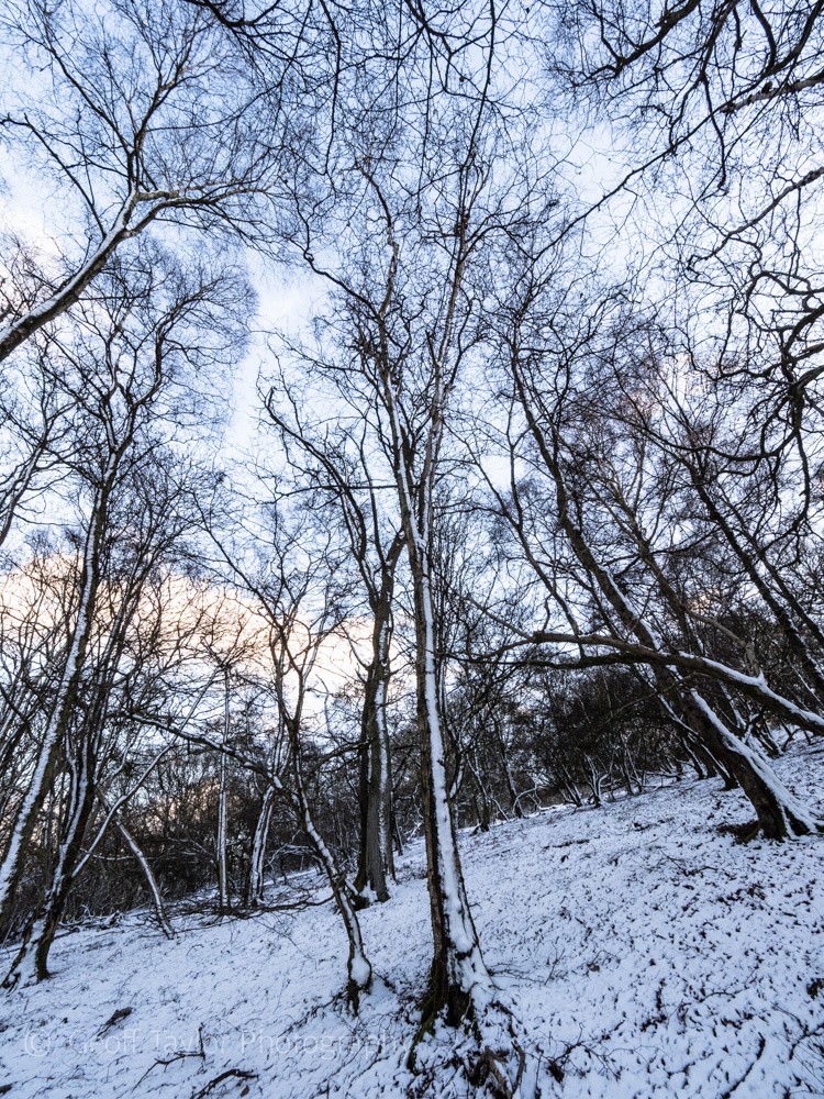 0694 Ragleth Wood - Stretton Hills