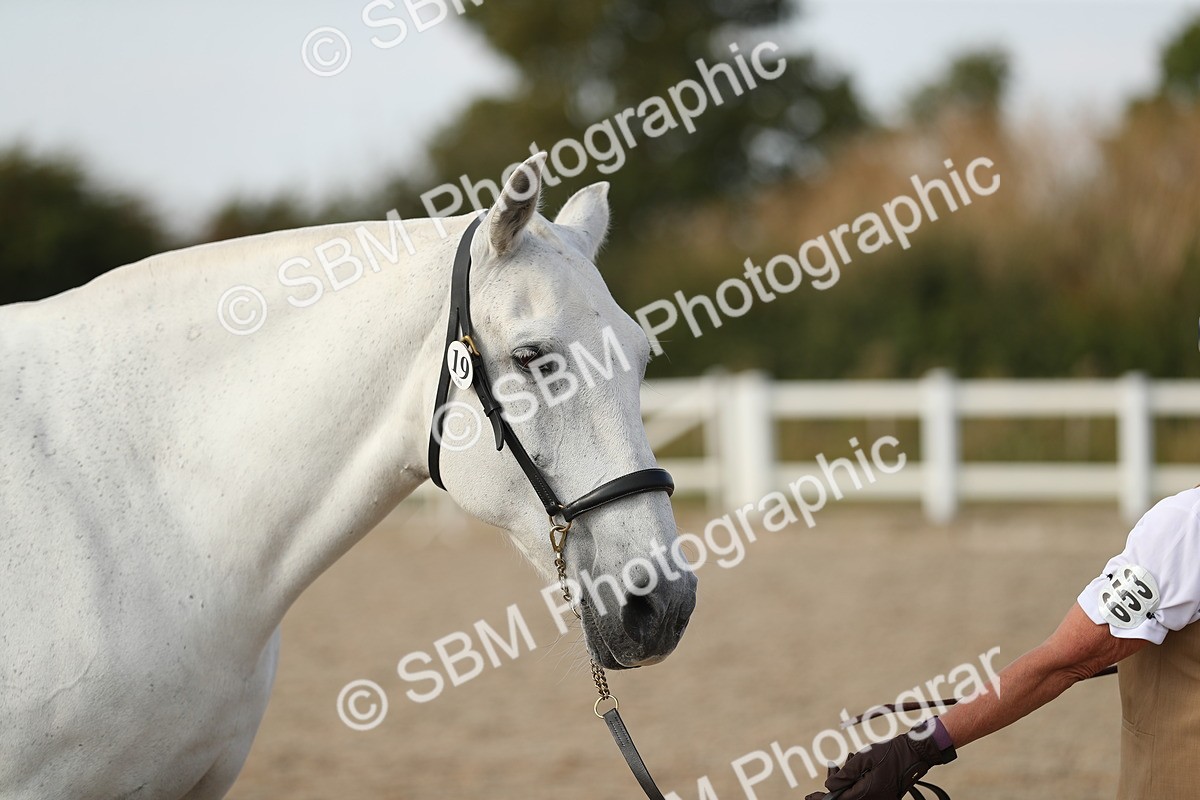 SBM_08649 - Class 28 - IH Veteran Horse