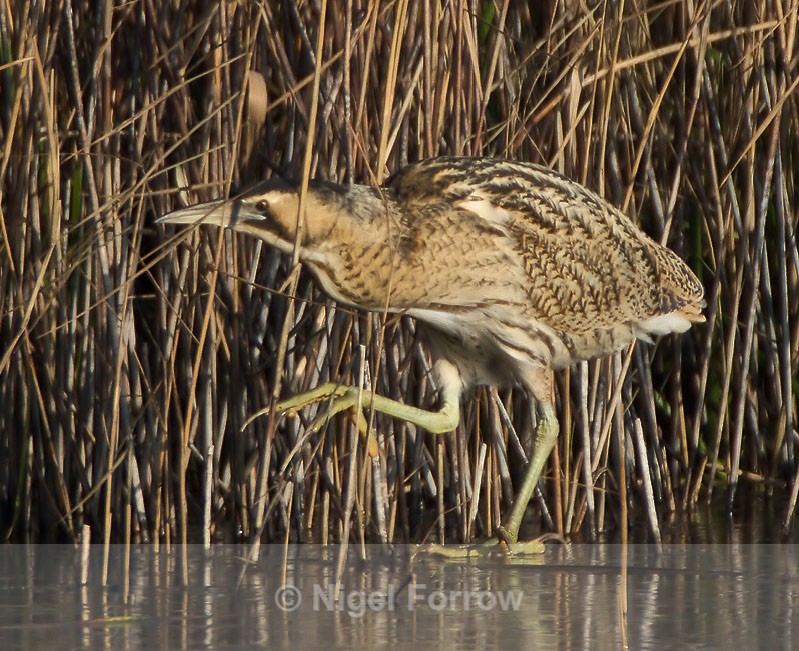 Bittern walking on ice at the edge of the reed bed - Bittern