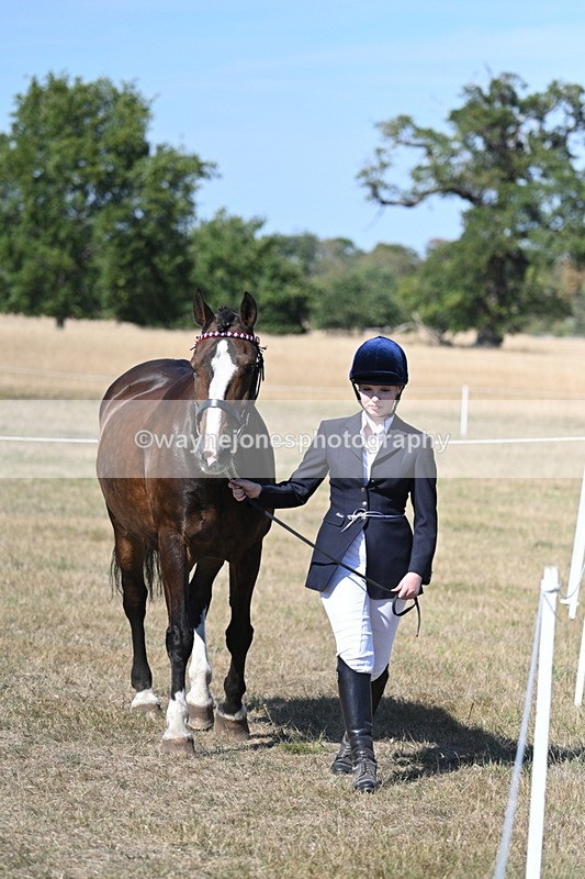 WJ7_1536 - Class 42 Most Handsome Gelding